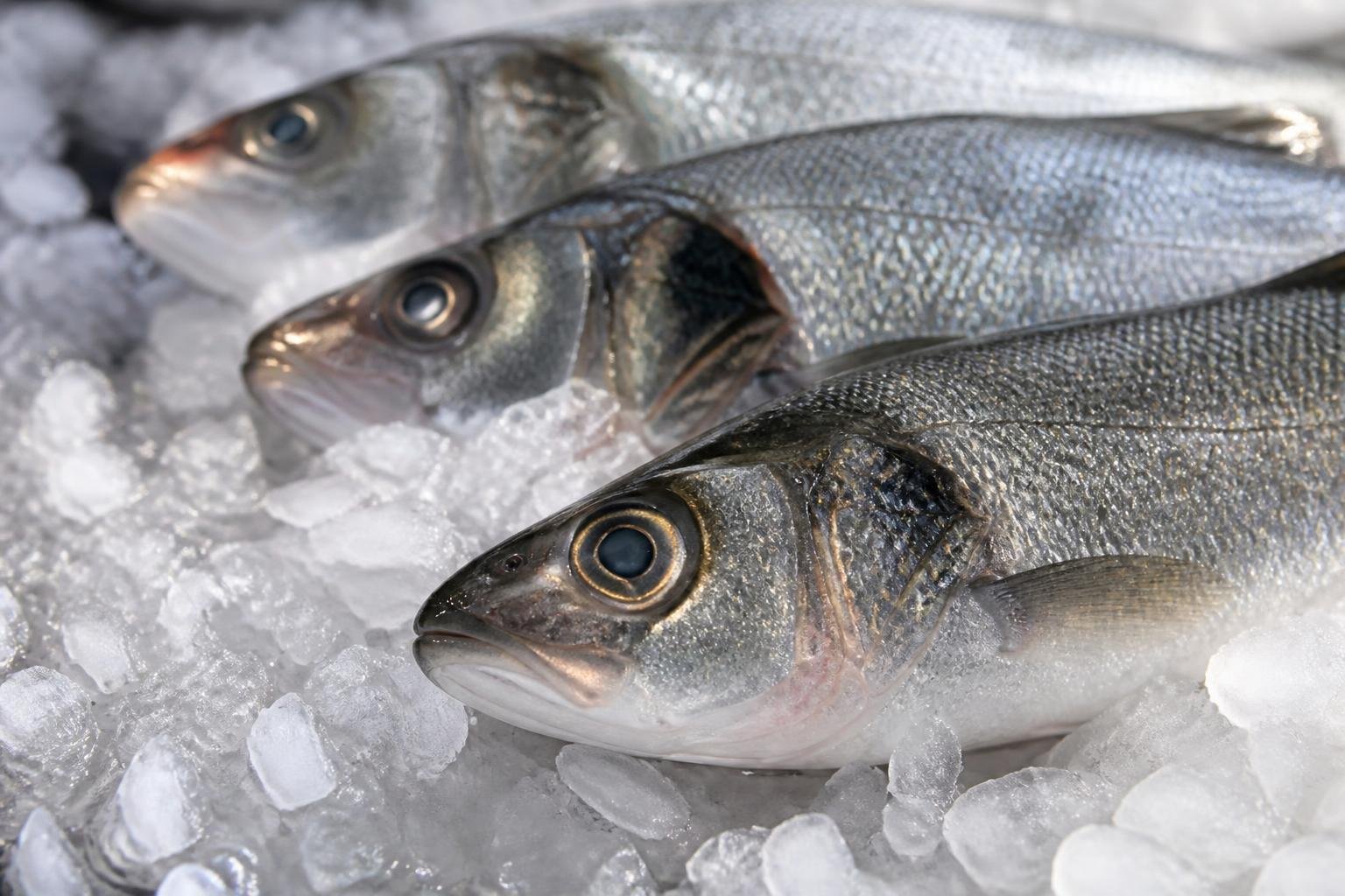 Poisson frais entier sur glace chez le poissonnier, écailles brillantes et œil vif