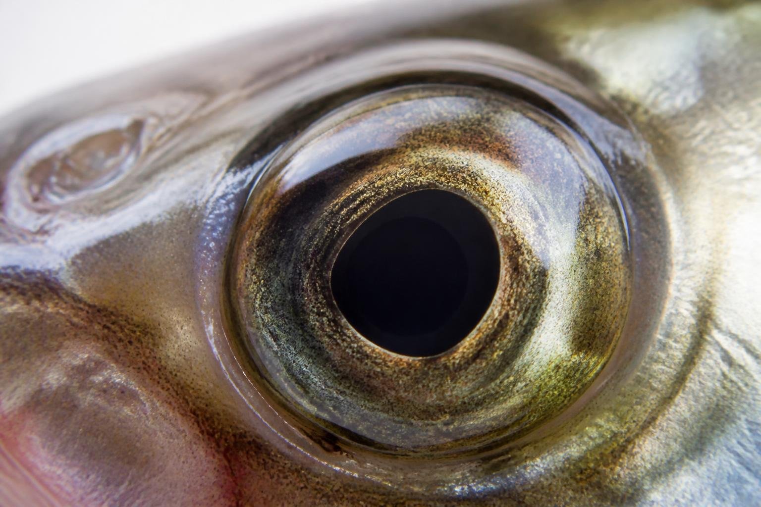 Gros plan sur l'œil d'un poisson frais, brillant et bombé