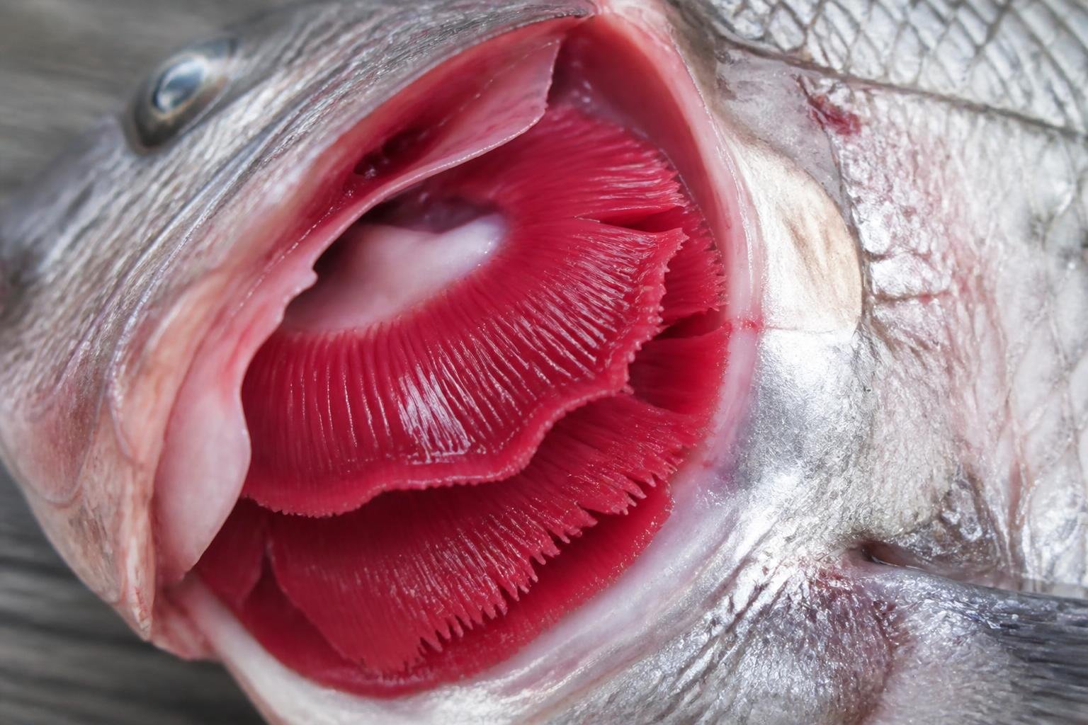 Branchies écartées d'un poisson frais, d'un rouge vif et brillant
