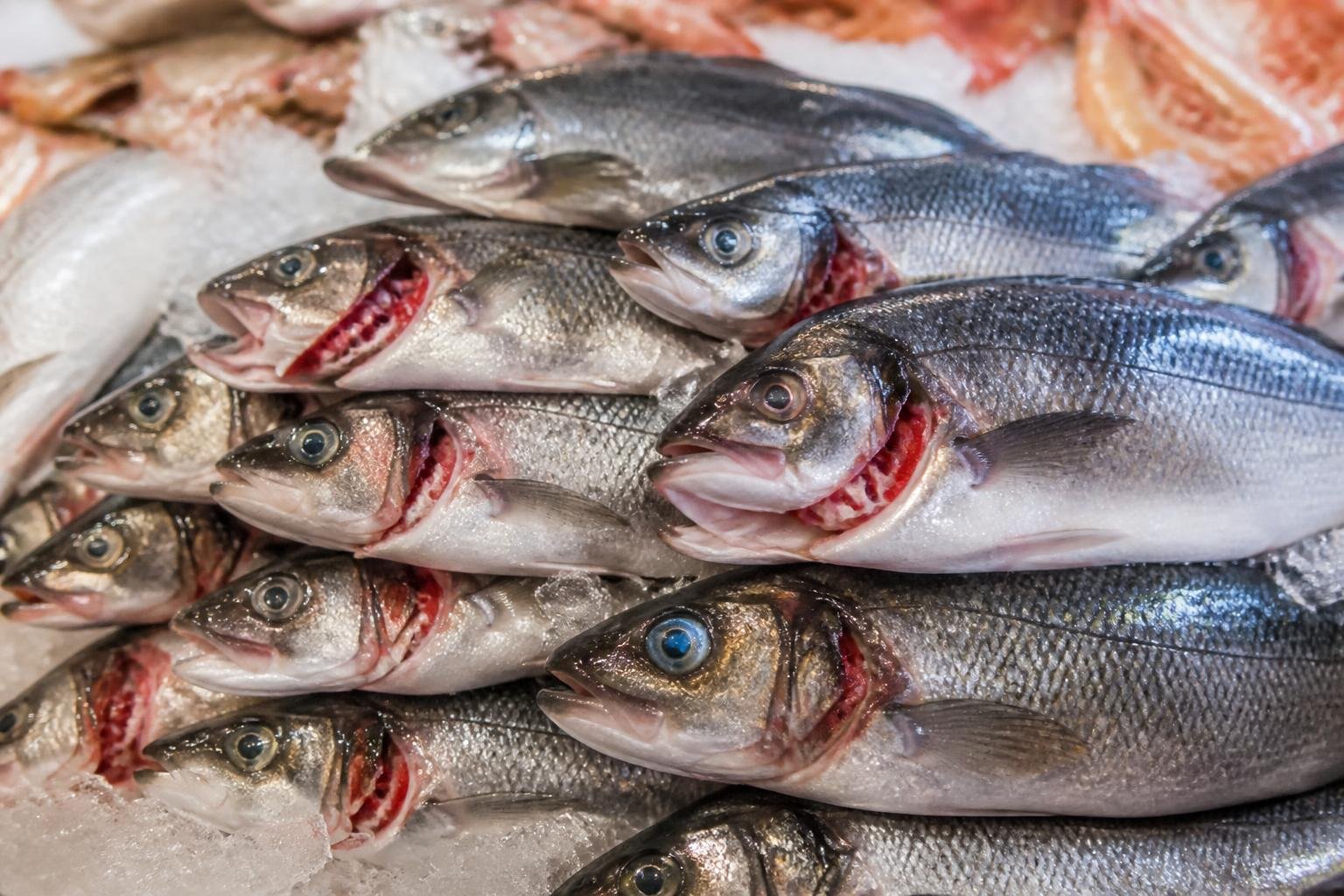 Poisson frais sur un étal de marché avec les yeux brillants et les branchies rouges visibles